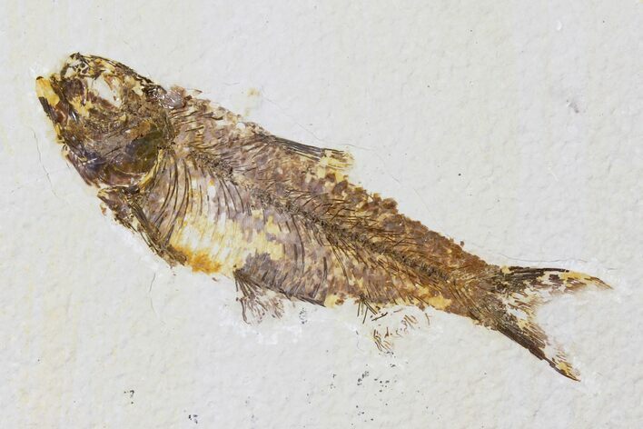 Fossil Fish (Knightia) - Green River Formation #133943